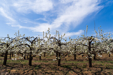 Pear flowers bloom in spring