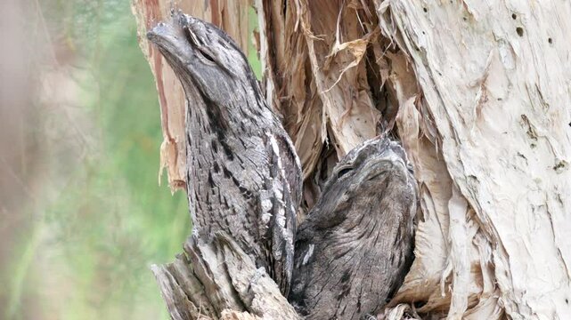 Pair of tawny frogmouth birds perched in a tree in Australia shows cryptic camouflage