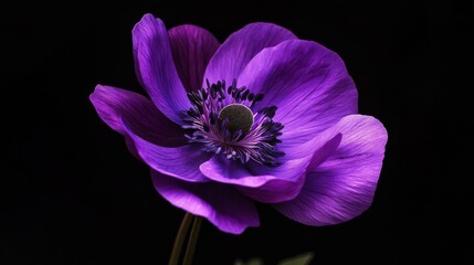 Naklejka premium A picture of a real-looking purple flower is shown on a black background.