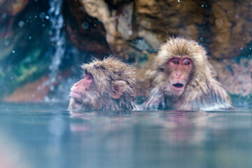 Naklejka premium 温泉猿