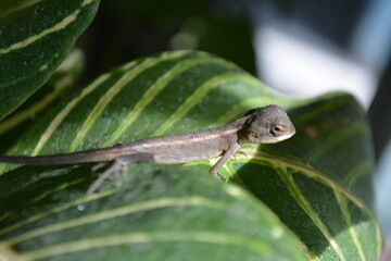 A brown tree lizard on a branch