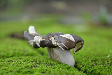 Wonderful close up mushroom 