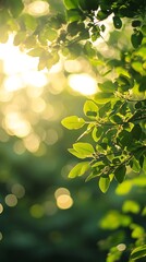 Obraz premium Close up of green leaves against a sunlight background