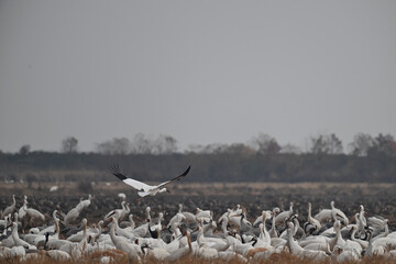 pelicans in flight