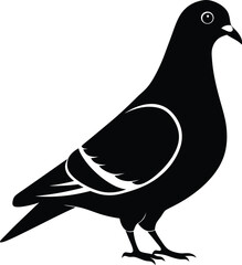 Rock Pigeon silhouette vector illustration, Rock Pigeon silhouette vector, Rock Pigeon PNG.