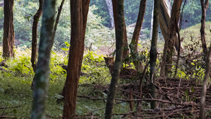 Sri Lankan leopard Panthera pardus kotiya on high alert amongst trees in forest of Wilpattu National Park Sri Lanka spotted during wildlife safari