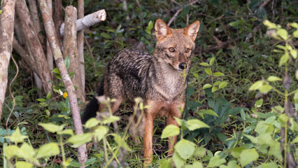 Golden Jackal Canis aureus in the wilderness of Wilpattu National Park in Sri Lanka spotted during wildlife safari