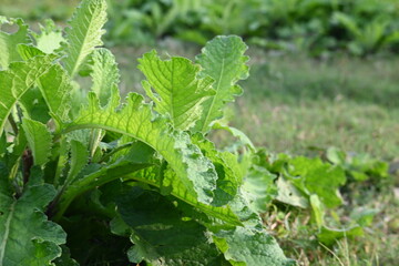 Primula veris plant. Its other names cowslip, common cowslip and  cowslip primrose. This is a herbaceous perennial flowering plant in the primrose family Primulaceae.