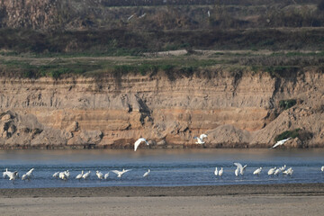 flock of birds