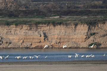 flamingos in the water