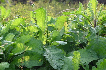 Fototapeta premium Primula veris plant. Its other names&nbsp;cowslip,&nbsp;common cowslip and &nbsp;cowslip primrose. This is a&nbsp;herbaceous perennial&nbsp;flowering plant&nbsp;in the&nbsp;primrose&nbsp;family&nbsp;Primulaceae.