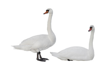 two swan isolated on white background