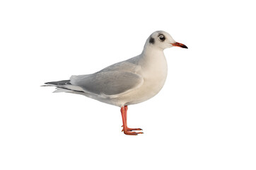 Fototapeta premium Black-headed Gull isolated on white background