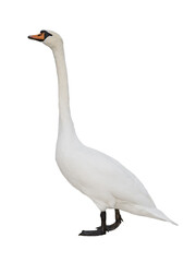 swan isolated on white background