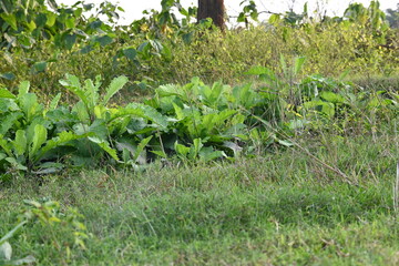 Fototapeta premium Primula veris plant. Its other names cowslip, common cowslip and  cowslip primrose. This is a herbaceous perennial flowering plant in the primrose family Primulaceae.