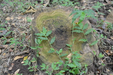 Tree cut pattern with some grass