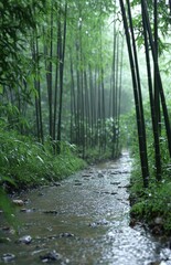 Obraz premium Quiet bamboo forest in the mist