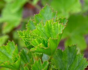 Closeup of foliage leaves of (zonal geranium) Pelargonium &times; hortorum in a garden in Madeira