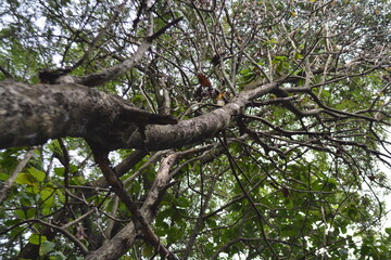 tree in the park