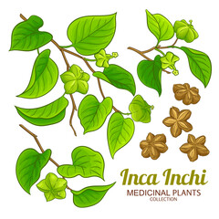 Inca Inchi Branch with Fruits, Nuts and Leaves Colored Detailed Illustration. Essential oil ingredient for aromatherapy, health care, alternative medicine. Vector isolated for design or decoration.