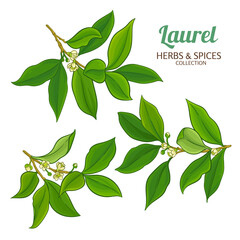 Laurel Branch with Flowers and Leaves Colored Detailed Illustration. Essential oil ingredient for cosmetics, spa, aromatherapy, health care, alternative medicine.