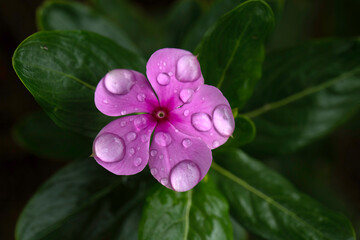 Closeup of single flower of Cape periwinkle (Catharanthus roseus) in a garden in Madeira