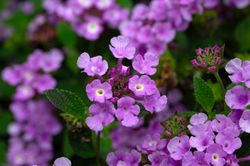 Obraz premium Closeup of trailing Lantana (Lantana montevidensis) in a garden in Madeira