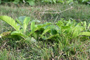Primula veris plant. Its other names cowslip, common cowslip and  cowslip primrose. This is a herbaceous perennial flowering plant in the primrose family Primulaceae.