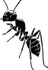ant isolated on white background