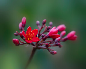 Closeup of flowers of peregrina (Jatropha integerrima) in a garden in Madeira
