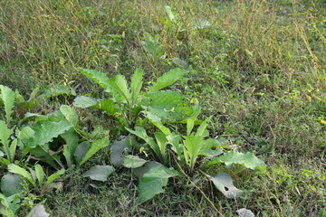 Primula veris plant. Its other names cowslip, common cowslip and  cowslip primrose. This is a herbaceous perennial flowering plant in the primrose family Primulaceae.