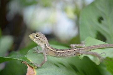 A tree lizard is perching on a branch in a garden