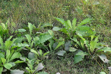 Primula veris plant. Its other names cowslip, common cowslip and  cowslip primrose. This is a herbaceous perennial flowering plant in the primrose family Primulaceae.