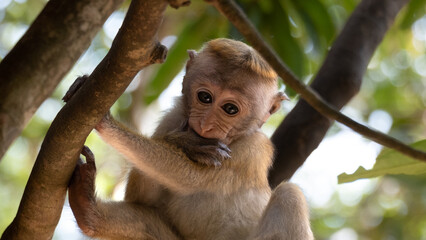 Closeup of baby Toque macaque monkey in forest trees during wildlife safari in Wilpattu National Park, Sri Lanka