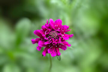 Closeup of a single flower of Sweet Scabious (Scabiosa atropurpurea) in a garden in Madeira