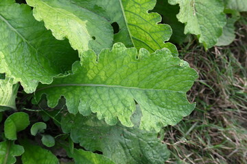 Primula veris plant. Its other names cowslip, common cowslip and  cowslip primrose. This is a herbaceous perennial flowering plant in the primrose family Primulaceae.