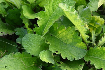 Primula veris plant. Its other names cowslip, common cowslip and  cowslip primrose. This is a herbaceous perennial flowering plant in the primrose family Primulaceae.