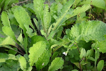 Primula veris plant. Its other names cowslip, common cowslip and  cowslip primrose. This is a herbaceous perennial flowering plant in the primrose family Primulaceae.