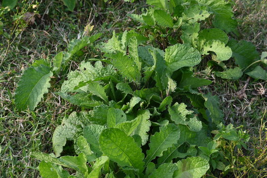 Primula veris plant. Its other names&nbsp;cowslip,&nbsp;common cowslip and &nbsp;cowslip primrose. This is a&nbsp;herbaceous perennial&nbsp;flowering plant&nbsp;in the&nbsp;primrose&nbsp;family&nbsp;Primulaceae.