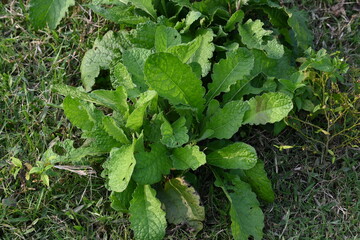 Primula veris plant. Its other names cowslip, common cowslip and  cowslip primrose. This is a herbaceous perennial flowering plant in the primrose family Primulaceae.