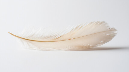 Delicate beige feather with soft texture on a white background