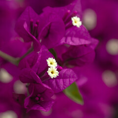 Closeup of flower and bracts of Bougainvillea spectabilis in a garden in Madeira