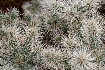 Naklejka premium Closeup of cactus sheathed cholla (Cylindropuntia tunicata) in a garden in Madeira
