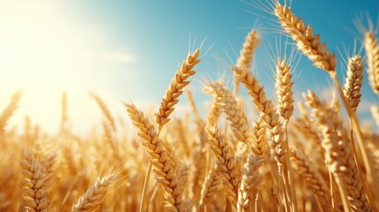 Fototapeta premium Golden Wheat Field Under Sunny Sky (2)
