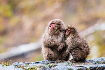 Fototapeta premium Generated image