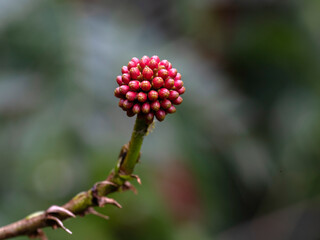 Closeup of a flower bud of Calliandra haematocephala in a garden in Madeira