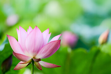 Obraz premium 蓮の花