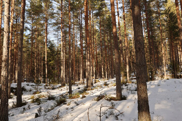 Naklejka premium Forest