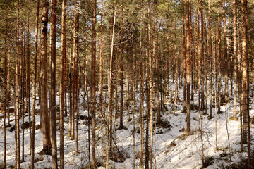 Naklejka premium Winter