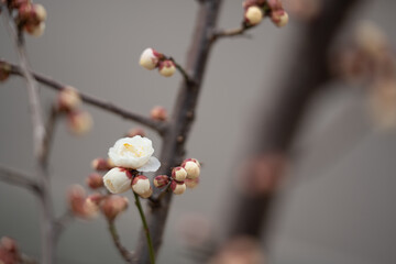 早春の梅